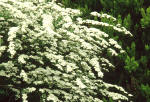 Spiraea arguta - Bridal wreath shrub