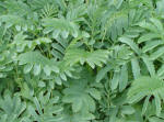 Melianthus foliage image