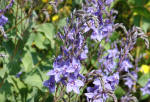 Parahebe Shrub - Blue flowers