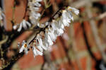 Abeliophyllum distichm - White Forsythis