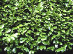 Laurel - Prunus - Hedge