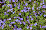 Lithodora - Blue shrub