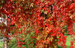 Parthenocissus - Colourful climbing shrub