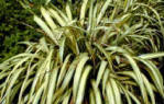 Phormium - New Zealand Flax Foliage shrub
