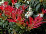 Pieris Forest Flame - Red foliage shrub