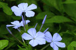 Pl;umbago blue flowers