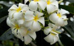 Plumeria White flowers.