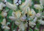 Salix - Pussy willow shrub