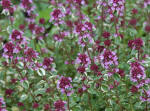 Thymus - Thyme herb shrub