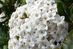 Viburnum x burkwoodii white flowers