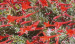 Zauschneria - Californian Fuchsia