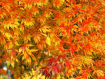 Acer Foliage - Maple