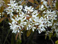 Amelanchier flowers