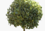 Mop Head Bay Tree