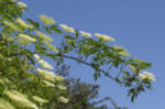 Elderflower bush - Sambucus