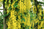 Laburnum - Golden Rain Tree