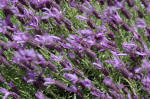 Lavandula - lavender