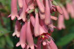 Phygelius pink flowers.