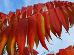 Rhus - Sumach - Autumn colour shrub