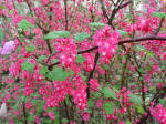 Ribes Flowering Currant