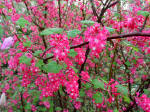 Ribes - Flowering Currant - Spring flowering shrub