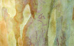 Stewartia - Ornamental Bark