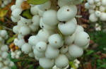 Symphoricarpus - snowberry
