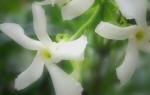 Trachelospermum jasminoides flowers