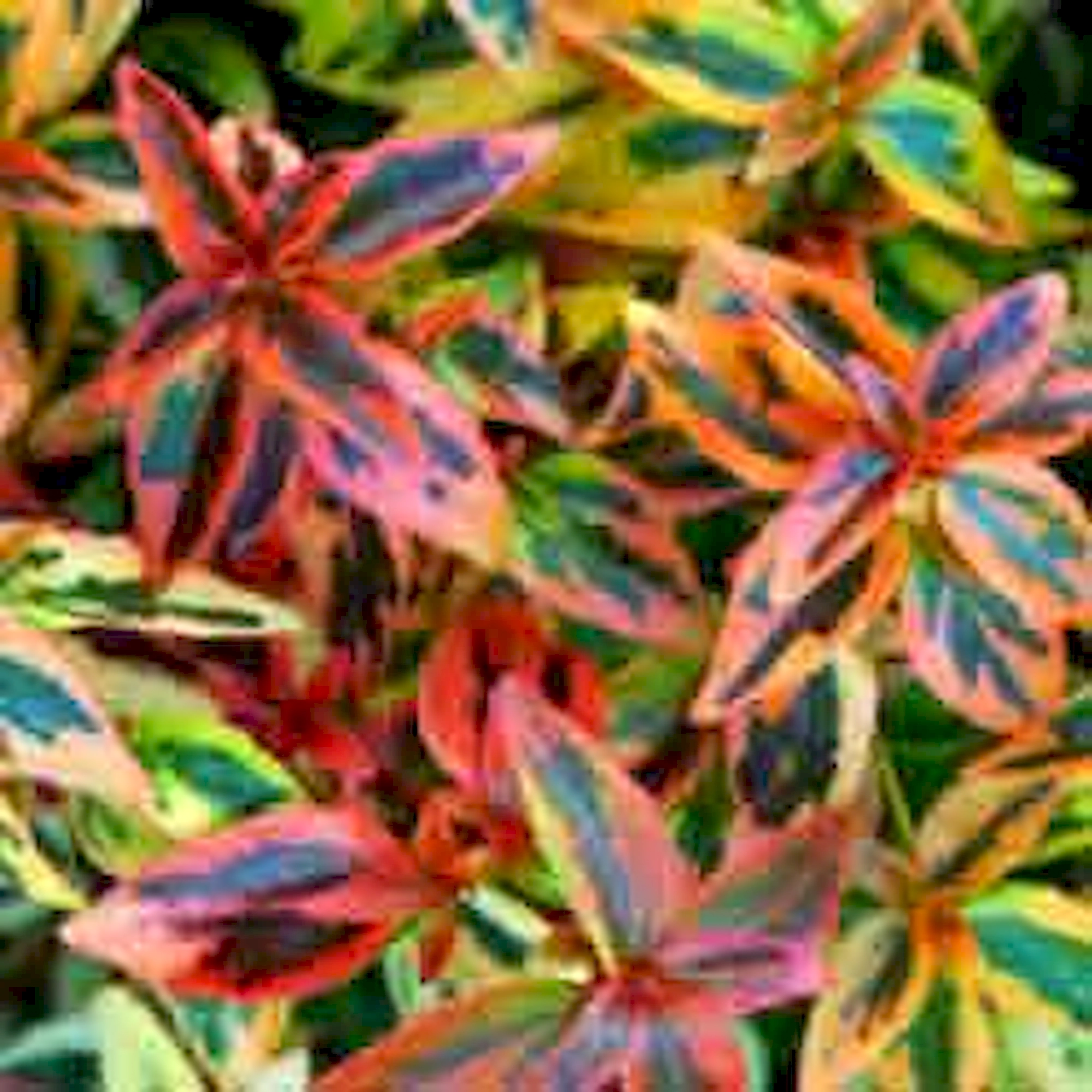 The kaleidoscope of foliage colours aptly describes this Abelia plant