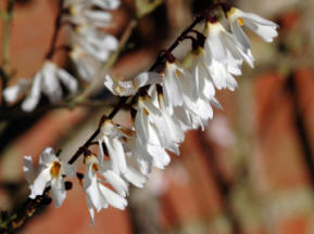 Abeliophyllum-distichum flowering shrub