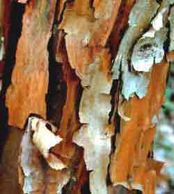 Image of peeling bark on Acer griseum