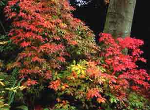 Autumn foliage colour on Azalea Mollis