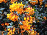 berberis darwinii flowers for hedge