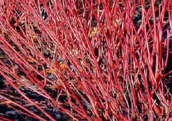 Bright red stems profusion of Dogwood - Cornus alba Sibirica