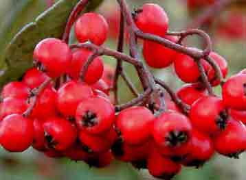 Cotoneaster Lacteus berries - bright red
