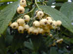 Cream to lightest yellow berries on Cotoneaster rothschildianus