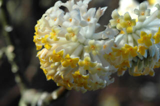 Edgeworthia chrysantha - The Paper Bush.