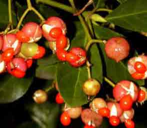 Euonymus japonicus berries - The japanese Spindle Tree berries