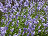 Dwarf hedging with light blue lavender