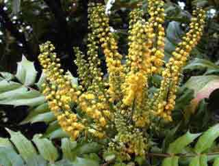 Sweet scented winter flowers of Mahonia x media Lionel Fortescue