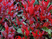 Photinia Red Robin Hedge