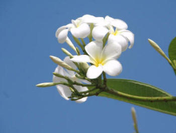 Plumeria alba - White flowering Franginapni against clear blue sky.