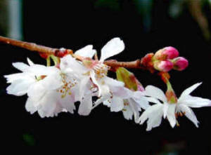 Closeup image of prunus subhirtella Autumnalis - The winter flowering cherry blossom