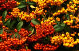 Two brightly coloured Pyracantha Firethorns - Orange Charmer and Golden Charmer