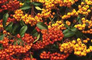 Orange and Gold berries on Firethorns