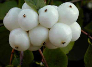Cluster of snowberry berries. White Symphoricarpos White Hedge fruits