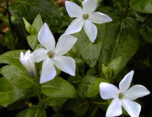 Flower closeup of the white periwinkle