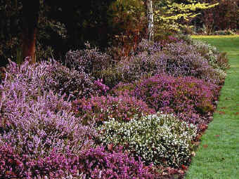 A spectacul;ar display of winter flowering heathers in the border