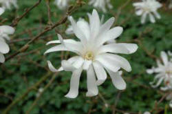 Magnolia stellata\