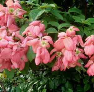 Pink flowers of the Mussaenda Queen Sirikit